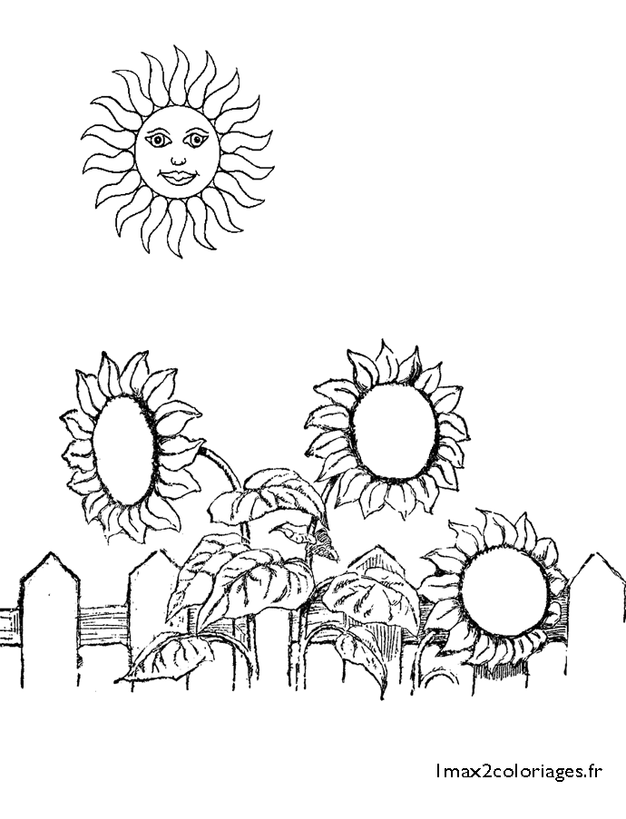 tournesols