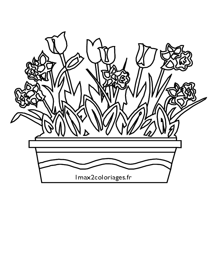 Coloriages de Fleurs - Des tulipes et des jonquilles -flowers coloring page  - Colorear flores