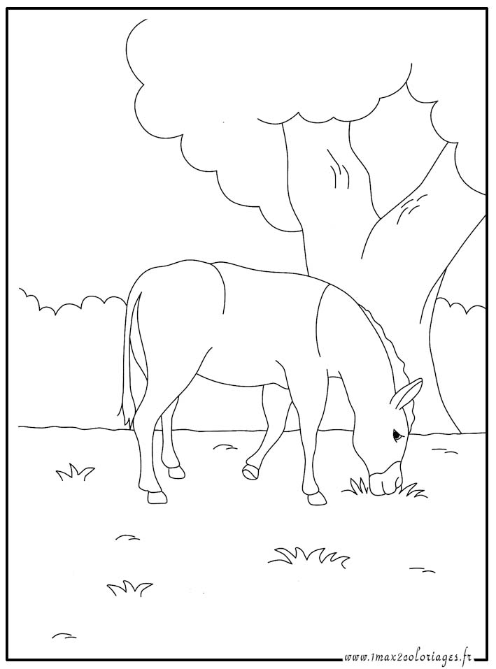 coloriage âne