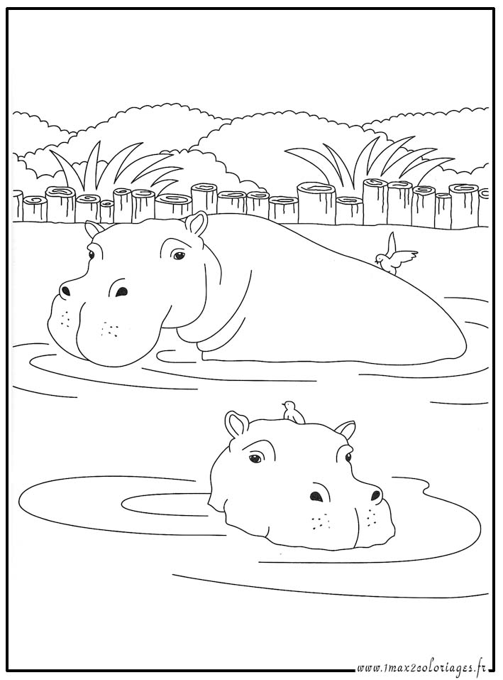 Coloriages Animaux du monde - l'hippopotame