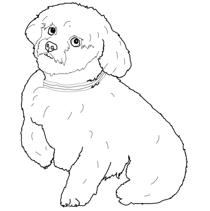 coloriage de bichon maltais