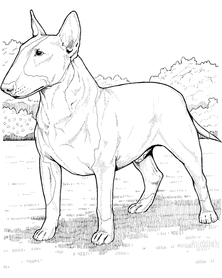 coloriage de bull terrier
