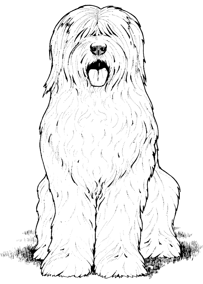 coloriage de chien de berger anglais