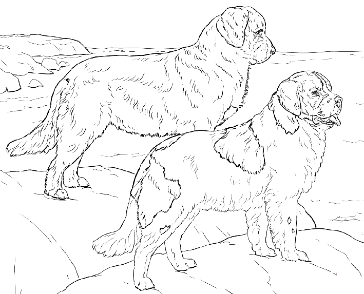 coloriage de chien de montagne des pyrenees