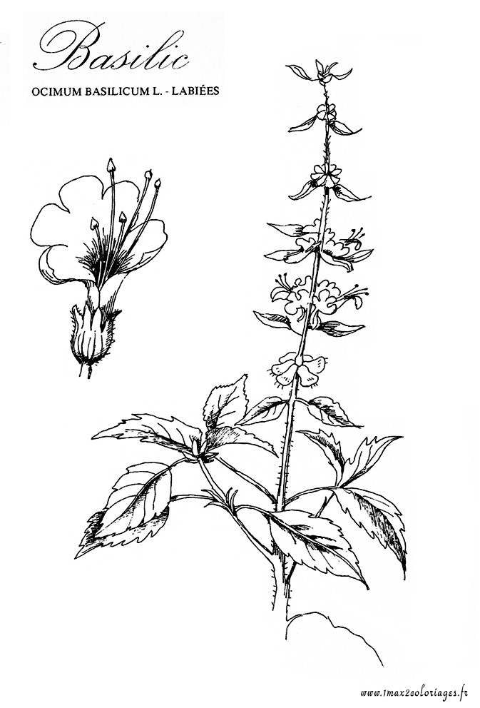 coloriage plante aromatique