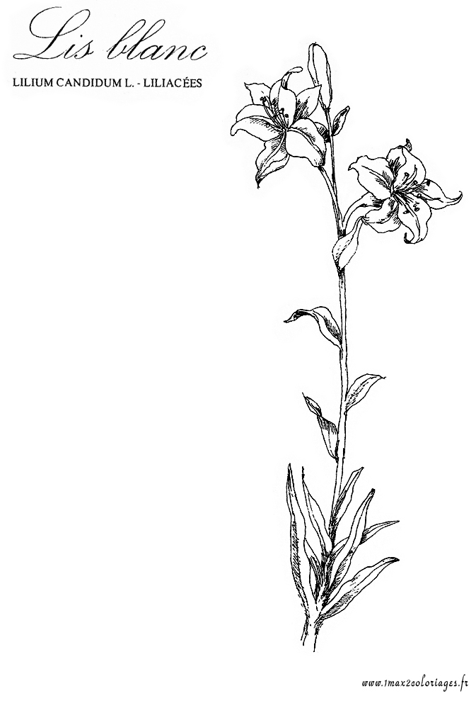 coloriage plante aromatique